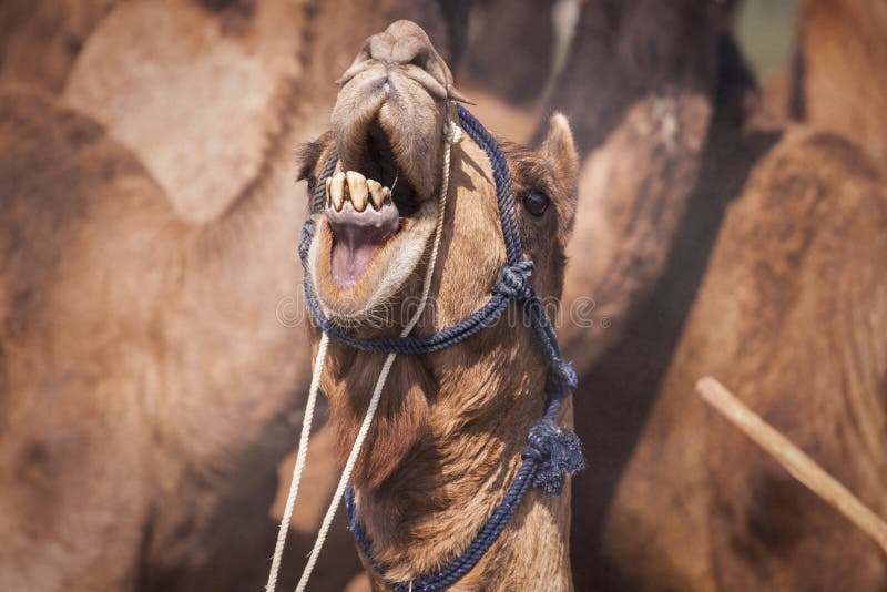 Ritratto della testa del cammello in Pushkar immagini stock libere da diritti