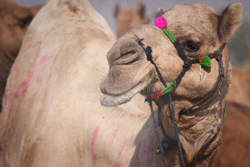Ritratto della testa del cammello in Pushkar fotografie stock