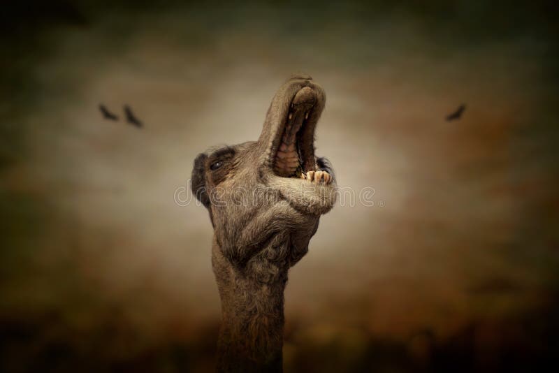 Ritratto della testa di un cammello a Pushkar immagine stock