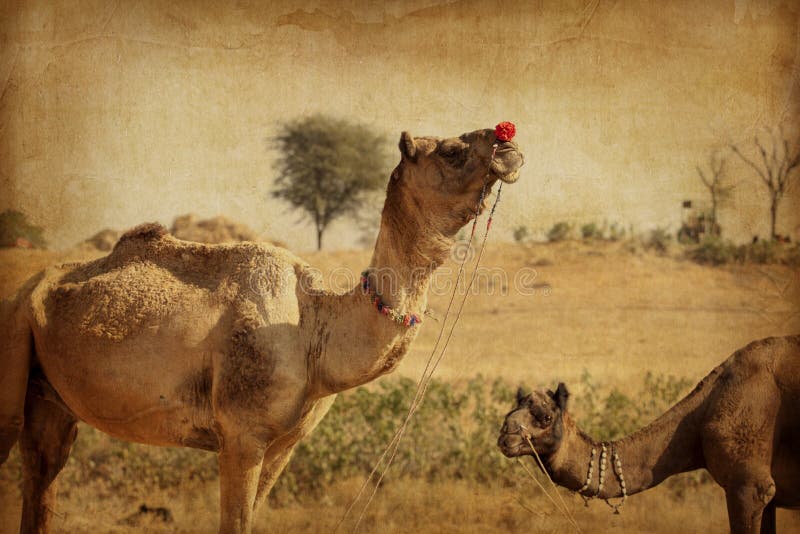 Ritratto della testa del cammello in Pushkar immagini stock