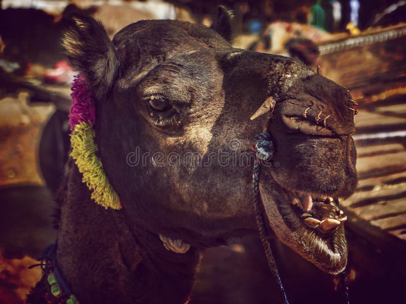 Ritratto della testa del cammello in Pushkar immagine stock