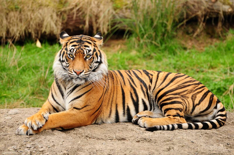 Ritratto della tigre orizzontale fotografia stock