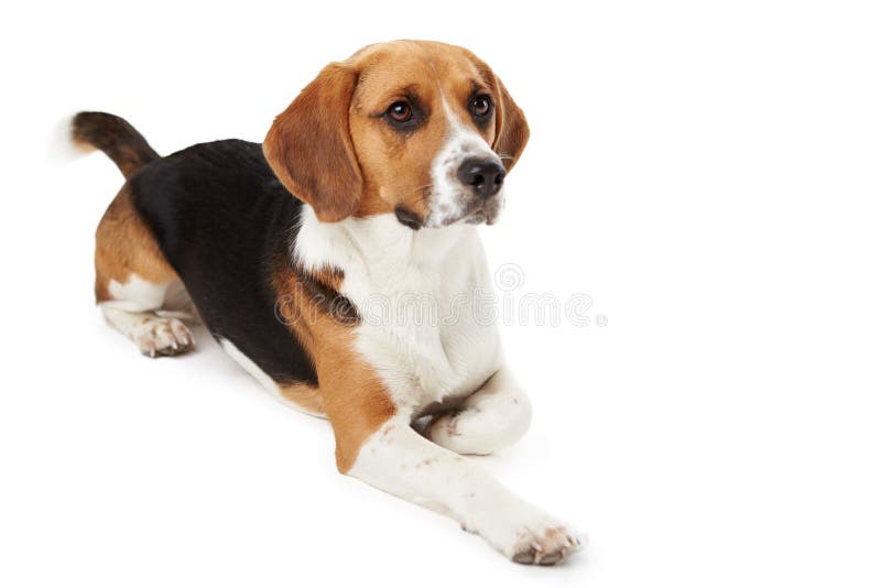 Ritratto dello studio del cane del cane da lepre che si trova contro il bianco immagine stock libera da diritti Ritratto dello studio del cane del cane da lepre che si trova contro il bianco immagine stock libera da diritti