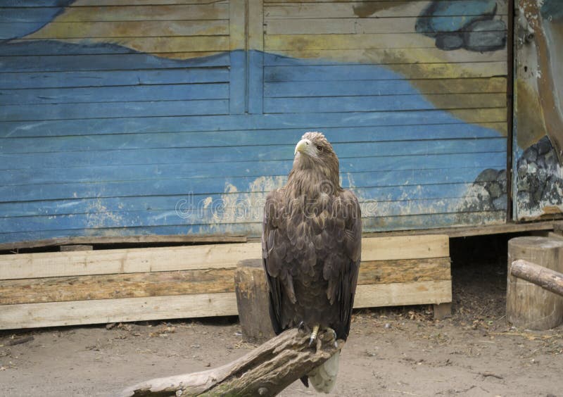 Ritratto di bella aquila fotografia stock libera da diritti