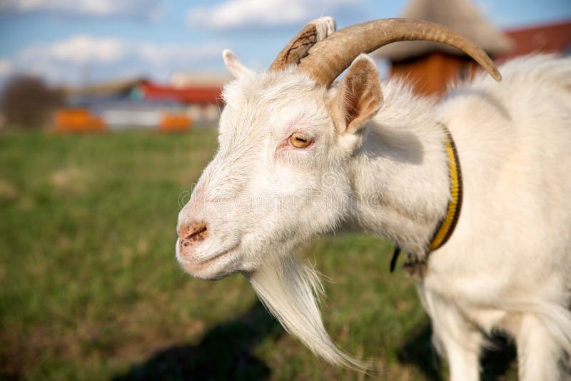 Ritratto di bella capra bianca con i corni, cielo blu con le nuvole Bestiame su una passeggiata in un collare immagini stock libere da diritti Ritratto di bella capra bianca con i corni, cielo blu con le nuvole Bestiame su una passeggiata in un collare immagini stock libere da diritti