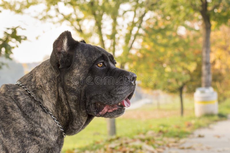 Ritratto di bello cane di Cane Corso che sta all'aperto immagini stock Ritratto di bello cane di Cane Corso che sta all'aperto immagini stock