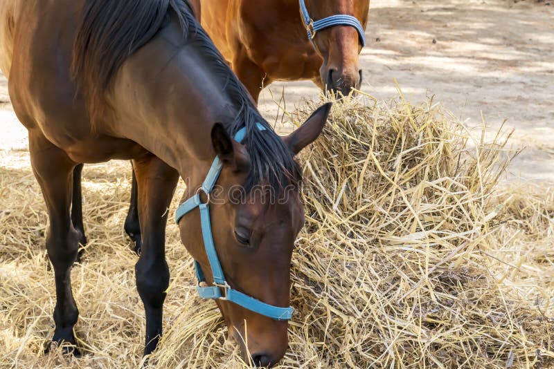 Ritratto di bello cavallo marrone crescente che mangia fieno Alimentazione dei cavalli da equitazione all'aperto fotografia stock libera da diritti Ritratto di bello cavallo marrone crescente che mangia fieno Alimentazione dei cavalli da equitazione all'aperto fotografia stock libera da diritti