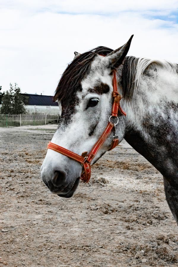 Ritratto di bello cavallo di Oldemburgo in cablaggio su una stalla fotografia stock Ritratto di bello cavallo di Oldemburgo in cablaggio su una stalla fotografia stock