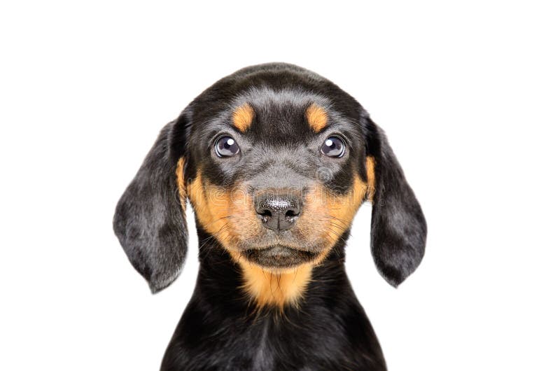 Ritratto di bello cucciolo fotografia stock Ritratto di bello cucciolo fotografia stock