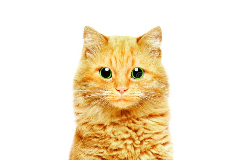 Ritratto di bello gatto dello zenzero con gli occhi verdi fotografie stock libere da diritti Ritratto di bello gatto dello zenzero con gli occhi verdi fotografie stock libere da diritti