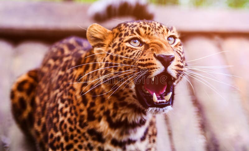 Ritratto di bello leopardo Leopardo arrabbiato fotografie stock Ritratto di bello leopardo Leopardo arrabbiato fotografie stock