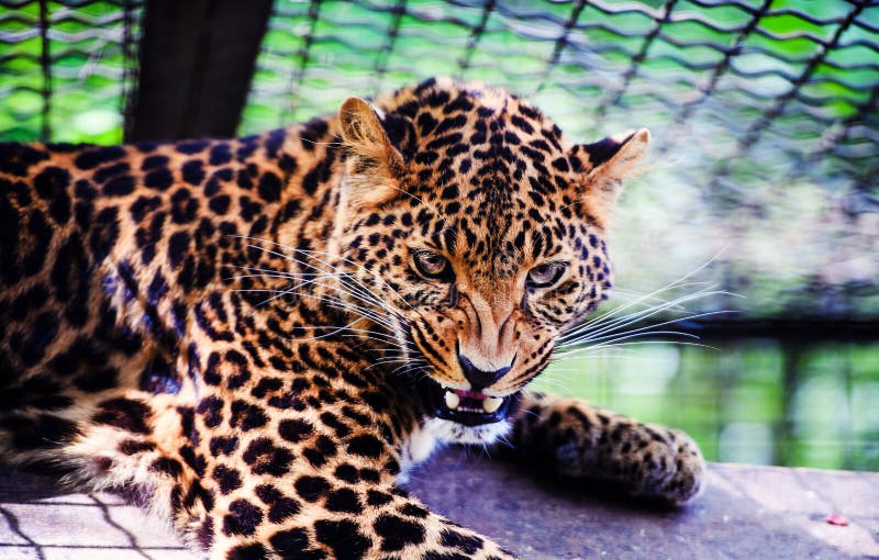 Ritratto di bello leopardo Leopardo arrabbiato immagine stock Ritratto di bello leopardo Leopardo arrabbiato immagine stock