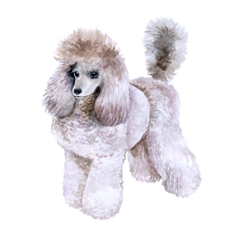 Ritratto di chiusura dell'acqua del bellissimo cane da razza King Poodle isolato su fondo bianco Cane con taglio di capelli in po illustrazione vettoriale