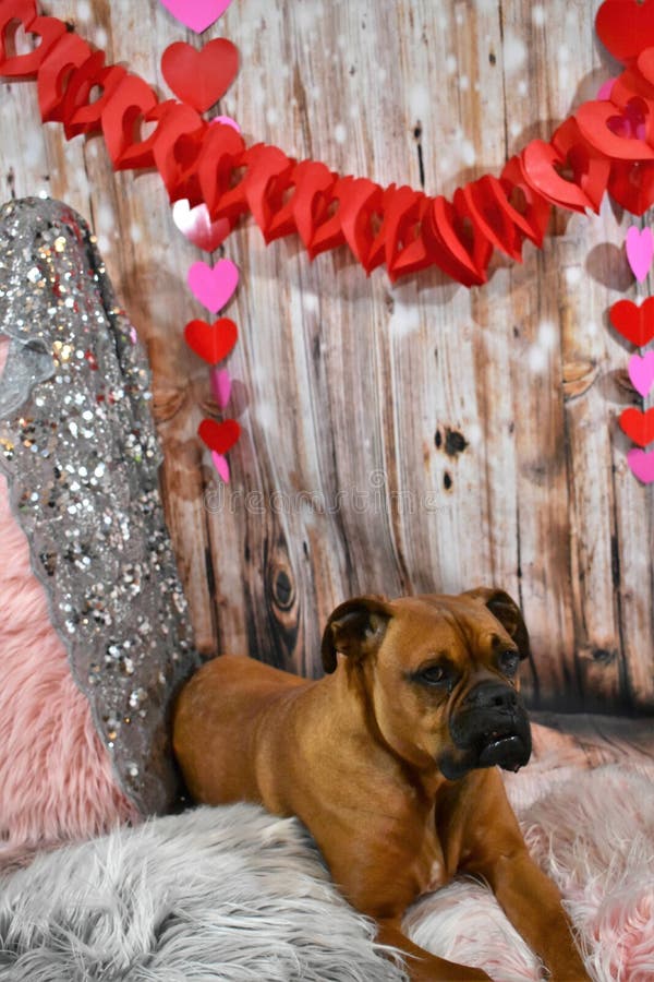 Ritratto di giorno del ` s del biglietto di S. Valentino del cane della razza del pugile immagini stock Ritratto di giorno del ` s del biglietto di S. Valentino del cane della razza del pugile immagini stock
