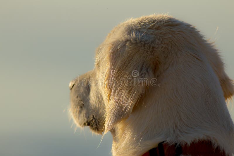 Ritratto di golden retriever immagine stock