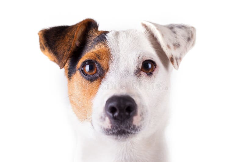 Ritratto di Jack russell immagine stock