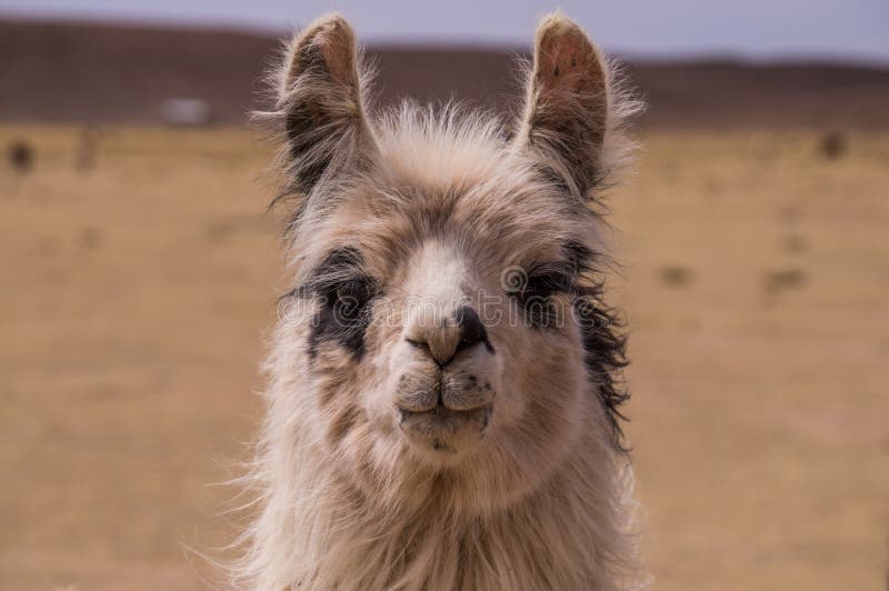 Ritratto di Lama Alpaca immagini stock Ritratto di Lama Alpaca immagini stock