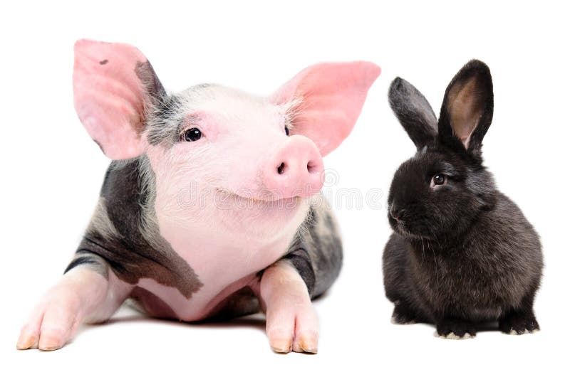 Ritratto di piccolo maiale divertente e di un coniglio nero sveglio