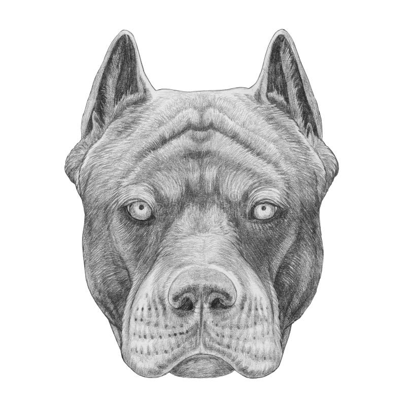 Insieme Delle Illustrazioni In Bianco E Nero Con Un Cane Del Pitbull