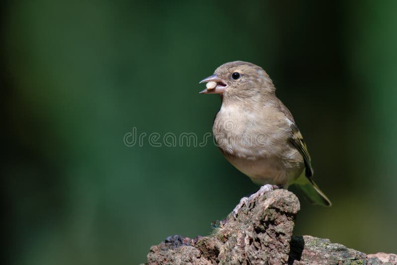 Ritratto di profilo di un fringuello femminile fotografia stock Ritratto di profilo di un fringuello femminile fotografia stock