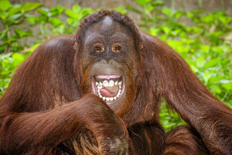 Ritratto di risata dell'orangutan (pygmaeus del pongo)