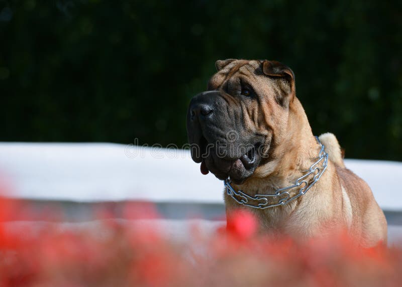 Ritratto di Shar Pei con i fiori rossi fotografia stock libera da diritti Ritratto di Shar Pei con i fiori rossi fotografia stock libera da diritti