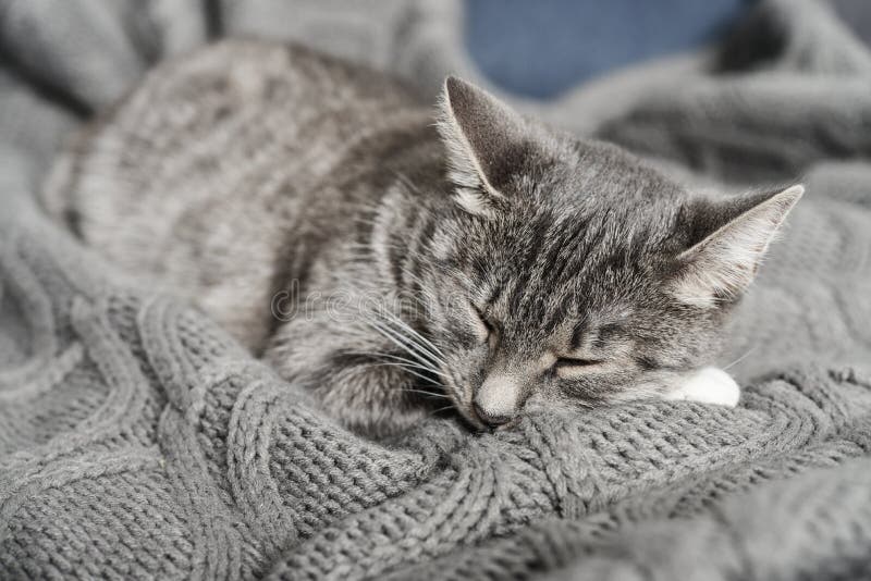 Ritratto di sonno grigio del gatto fotografie stock Ritratto di sonno grigio del gatto fotografie stock