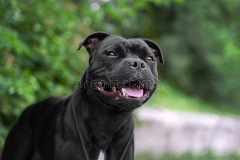 Portrait of black staffordshire bull terrier on the background of green trees in the park. Portrait of black staffordshire bull terrier on the background of green trees in the park.