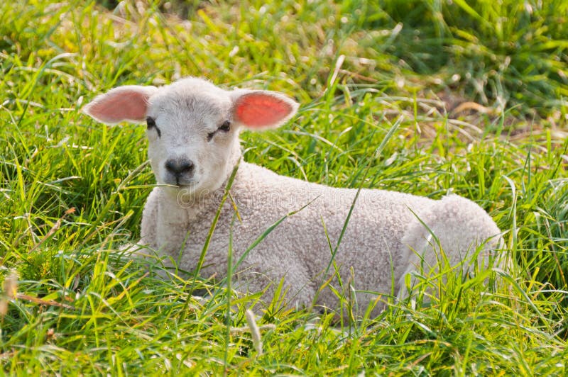 Ritratto di un agnello olandese che si trova nell'erba immagine stock
