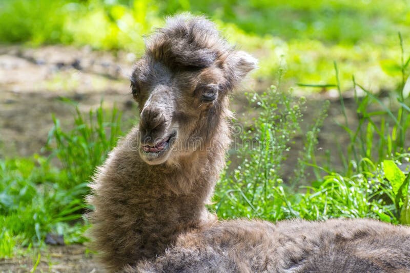 Ritratto di un bambino del cammello fotografie stock