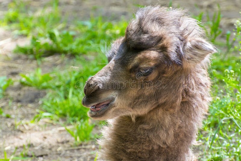 Ritratto di un bambino del cammello immagine stock