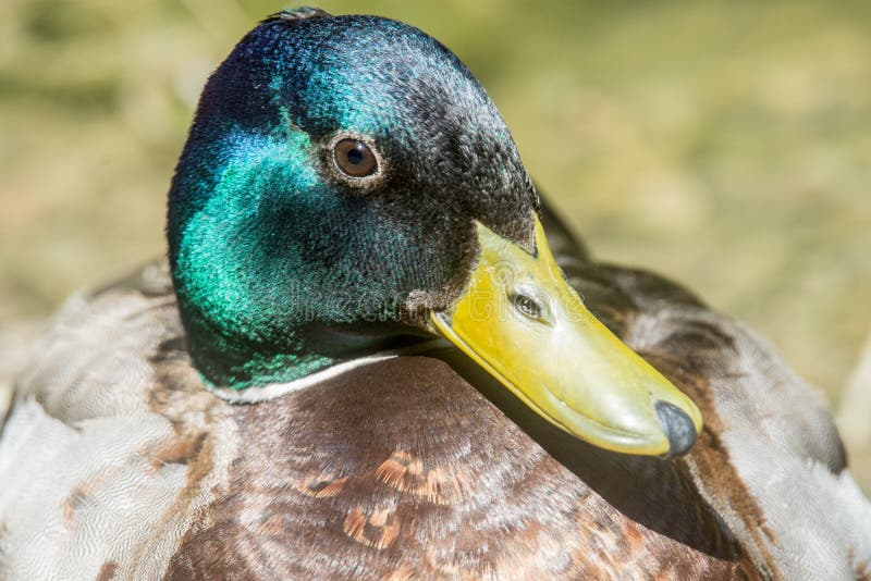 Ritratto di un bellissimo maschio fotografia stock libera da diritti
