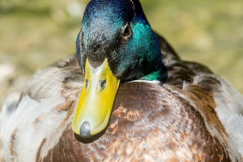 Ritratto di un bellissimo maschio immagine stock libera da diritti