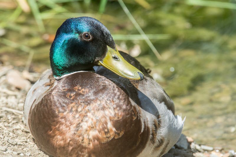 Ritratto di un bellissimo maschio immagini stock libere da diritti