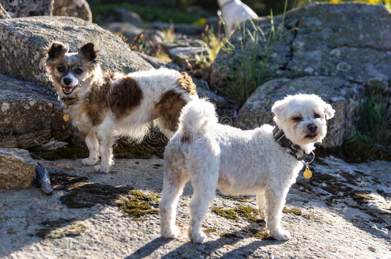 Ritratto di un bichon e di un cane del papillon fotografie stock libere da diritti Ritratto di un bichon e di un cane del papillon fotografie stock libere da diritti