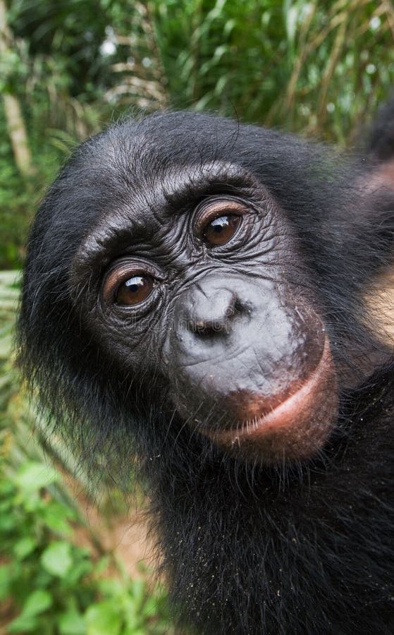 Ritratto di un bonobo del bambino Il Republic Of The Congo Democratic Parco nazionale del BONOBO di Lola Ya