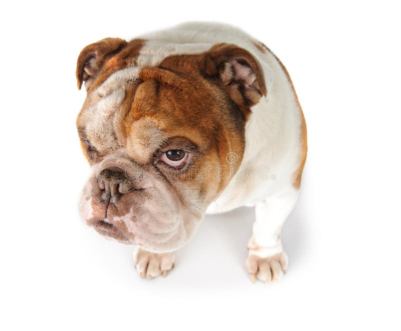 Ritratto di un bulldog divertente di inglese della razza del cane immagine stock libera da diritti Ritratto di un bulldog divertente di inglese della razza del cane immagine stock libera da diritti