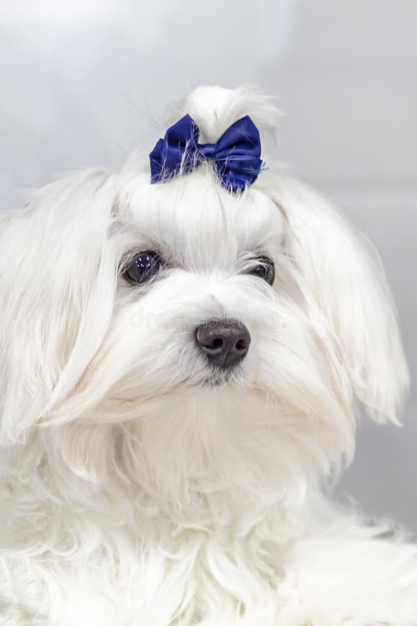 Ritratto di un cagnolino maltese con prua blu sulla testa Ritratto di piccolo cane bianco con capelli lunghi fotografia stock Ritratto di un cagnolino maltese con prua blu sulla testa Ritratto di piccolo cane bianco con capelli lunghi fotografia stock