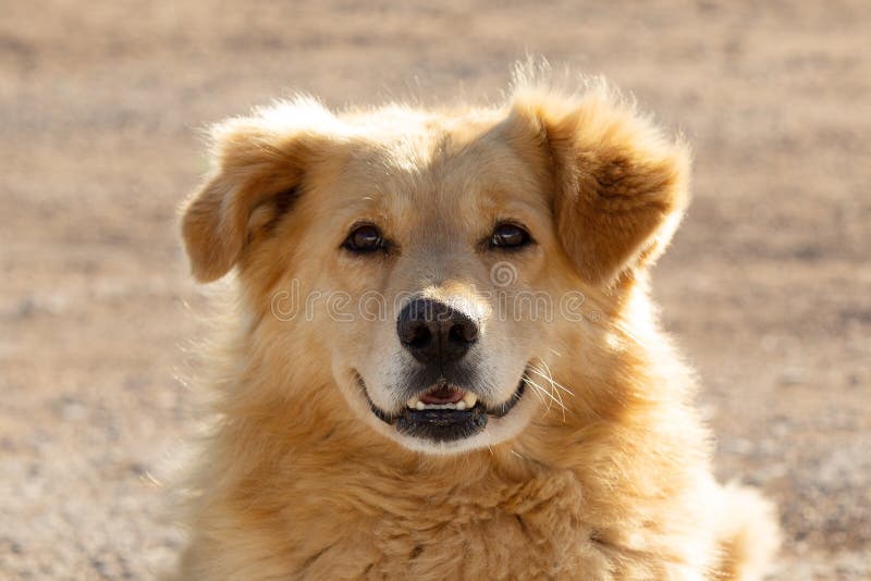Ritratto di un cane allegro e voluminoso in una giornata di sole.
