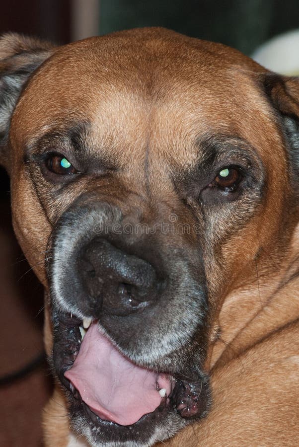 Ritratto di un cane arrabbiato di grande marrone del purosangue immagini stock Ritratto di un cane arrabbiato di grande marrone del purosangue immagini stock