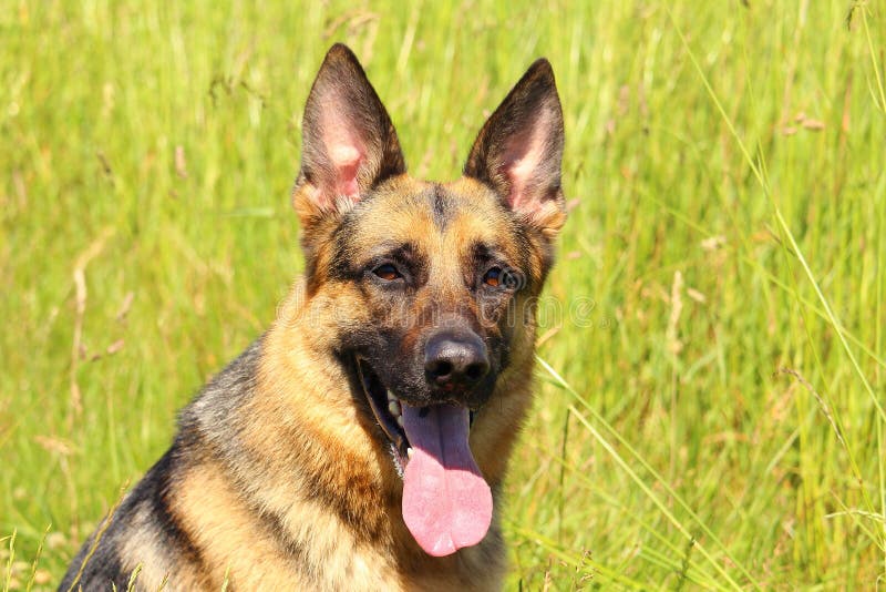 Ritratto di un cane da pastore tedesco con gli occhi attenti e chi spinge la sua lingua contro un fondo della natura fotografia stock Ritratto di un cane da pastore tedesco con gli occhi attenti e chi spinge la sua lingua contro un fondo della natura fotografia stock