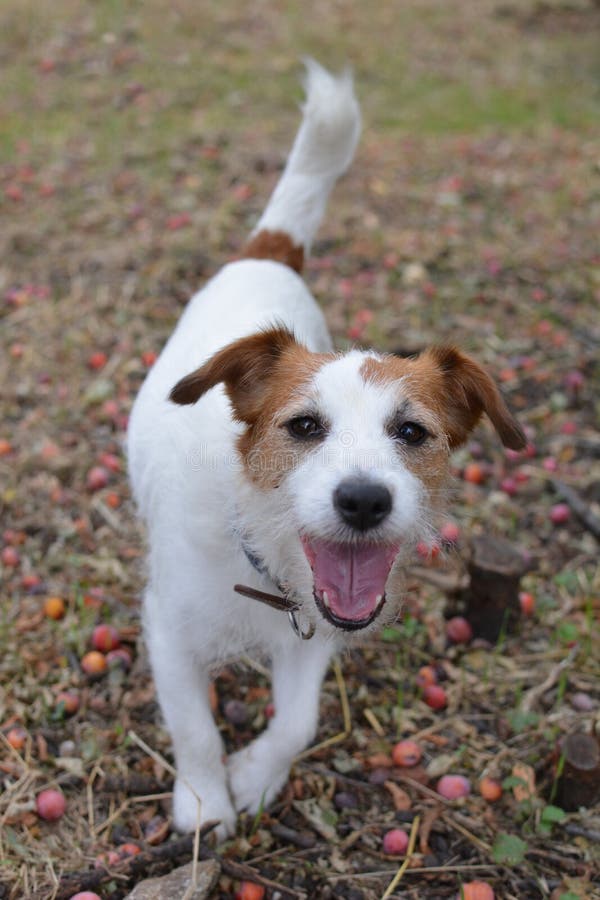 RITRATTO DI UN CANE FELICE CHE CAMMINA SULL'ERBA immagini stock RITRATTO DI UN CANE FELICE CHE CAMMINA SULL'ERBA immagini stock