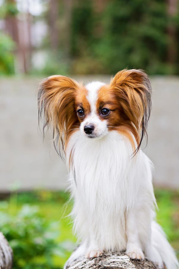 Ritratto di un cane di Papillon fotografia stock libera da diritti Ritratto di un cane di Papillon fotografia stock libera da diritti