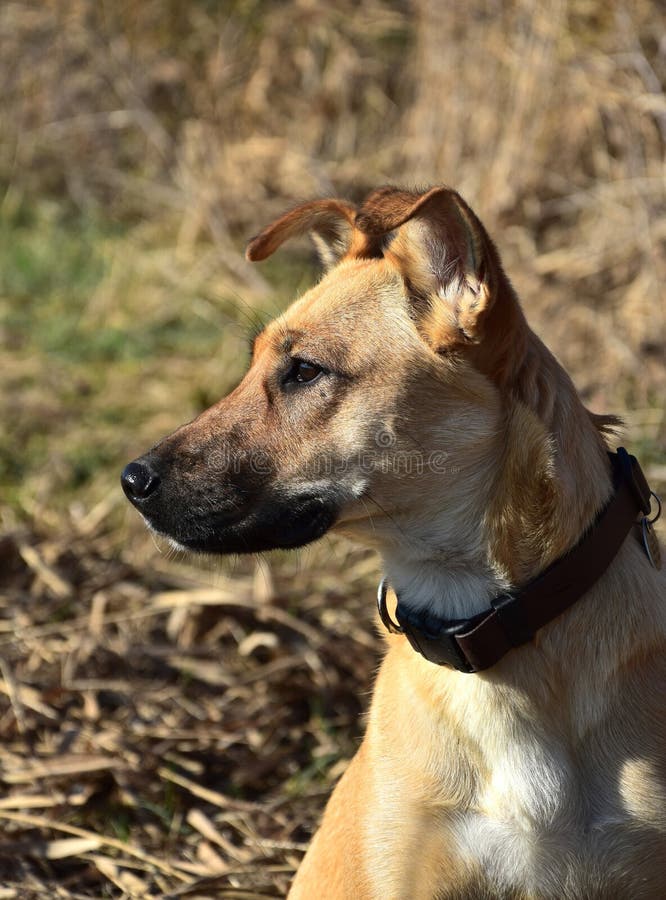 Ritratto di un cane di razza mista sveglio fotografie stock Ritratto di un cane di razza mista sveglio fotografie stock