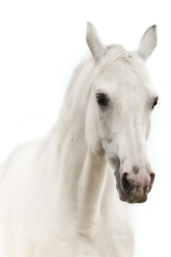 Ritratto di un cavallo bianco immagine stock Ritratto di un cavallo bianco immagine stock