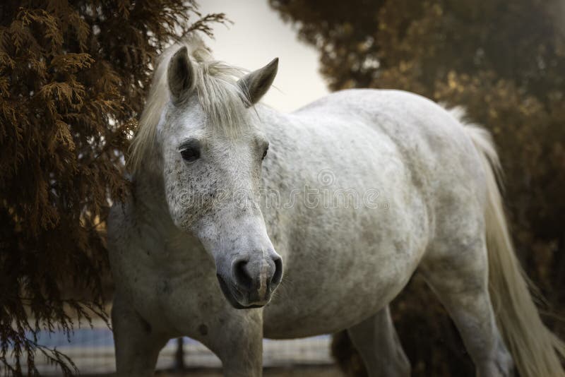 Ritratto di un cavallo bianco in un giardino in autunno fotografia stock Ritratto di un cavallo bianco in un giardino in autunno fotografia stock