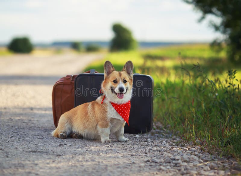 Ritratto di un cucciolo carino un cane di Corgi rosso siede accanto a delle valigie di pelle per strada in attesa di essere trasp