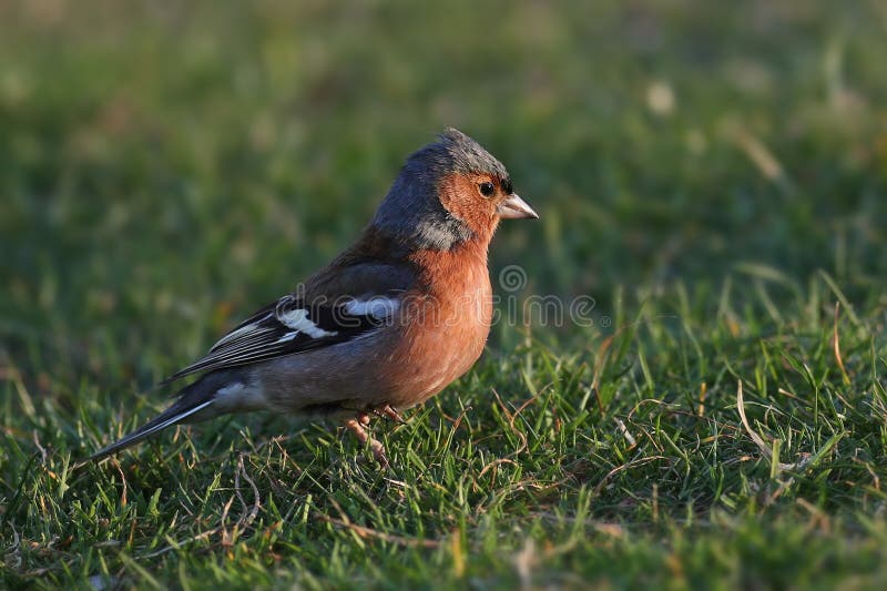 Ritratto di un fringuello comune fotografie stock libere da diritti Ritratto di un fringuello comune fotografie stock libere da diritti