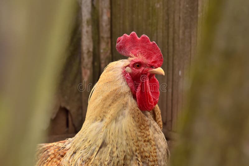 Ritratto di un gallo nel villaggio immagini stock libere da diritti Ritratto di un gallo nel villaggio immagini stock libere da diritti