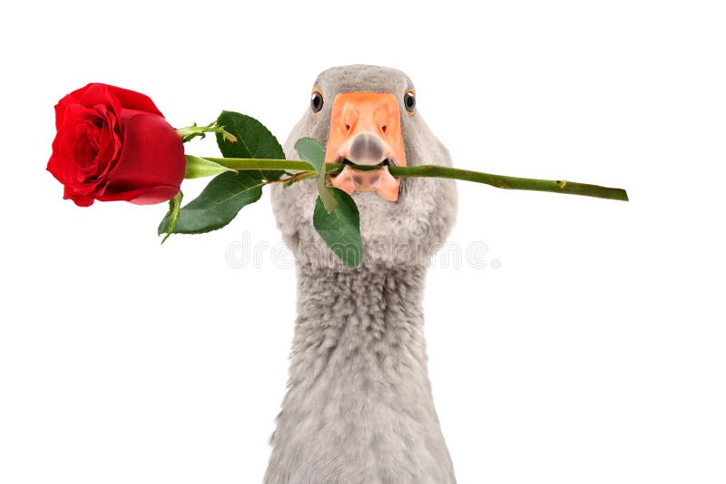 Ritratto di un'oca divertente con una rosa in becco